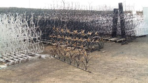 شاخ گوزنی طرح لیلیوم