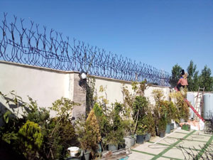 شاخ گوزنی طرح مارال