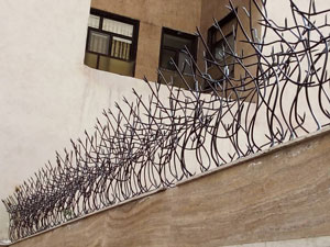 شاخ گوزنی طرح مارال